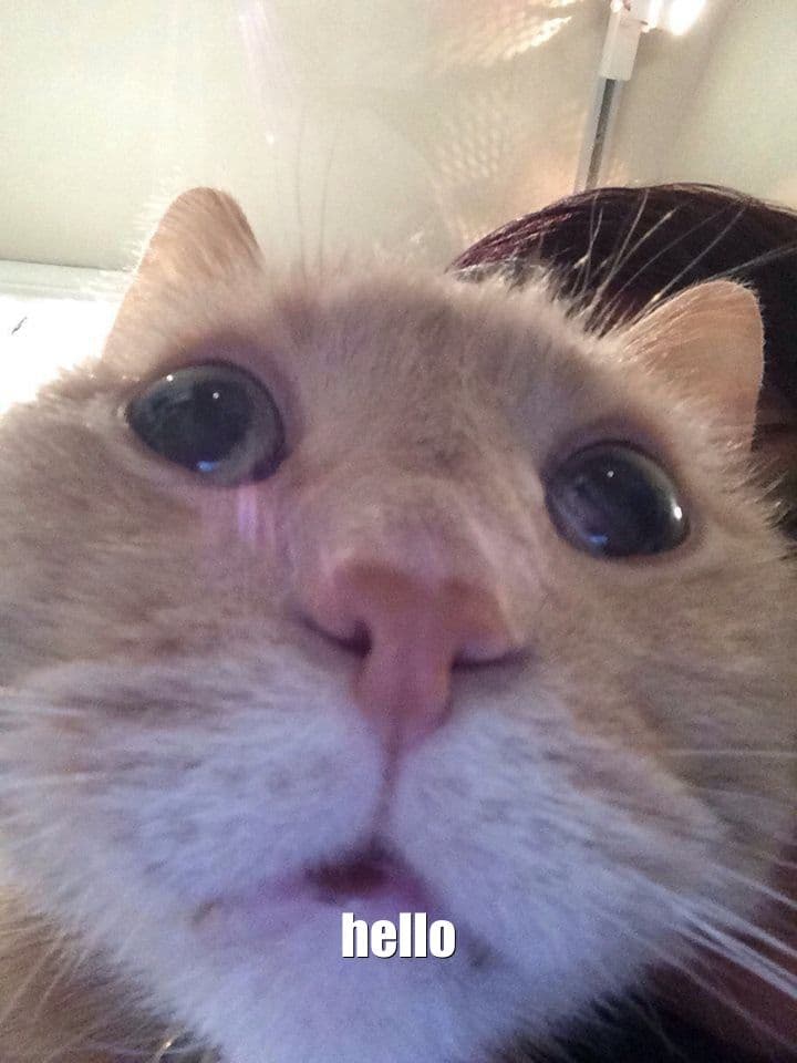 nhatcapdang random cat