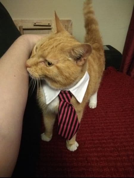 nhatcapdang random cat